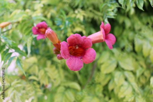 Gros Plan De Fleur Trompette Rose Amour Buy This Stock