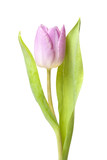 Fototapeta Tulipany - Purple Tulip isolated on white background