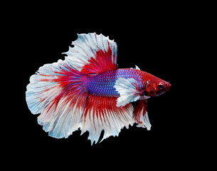 siamese fighting fish on black background