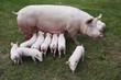 Photo from above a sow and her newborn piglets