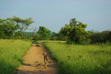 Wall Mural - Lone cheetah prowling in Kruger National Park