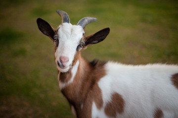 Portrait of goat