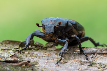 Wall Mural - hermit beetle - Osmoderma eremita