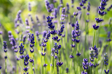 Wall Mural - Lavandula angustifolia bunch of flowers in bloom