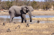 Elephant and Baboon Landscape 