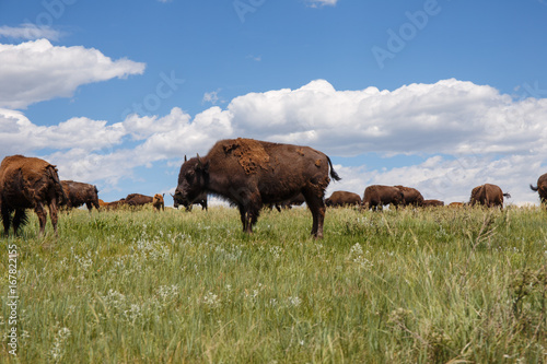 Plakat Bison on the Prarie