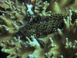 Die indonesiche Unterwasserwelt