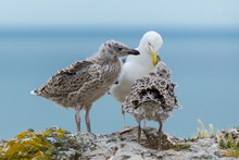      Seagull Feeding Its Youngs, Babies On The Cliffs, Chicks 