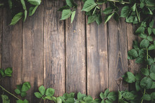 Green Ivy Background Around Old Wood