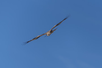 Eagle flying 