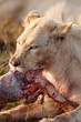 Lioness on Kill 