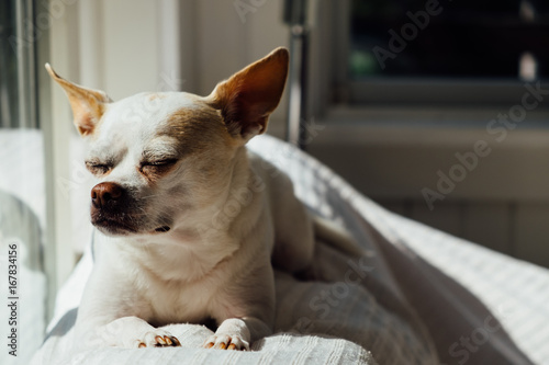 A White Chihuahua Boston Terrier Mix Puppy Sitting On A Couch In