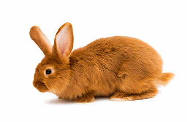 Sticker - Red rabbit isolated