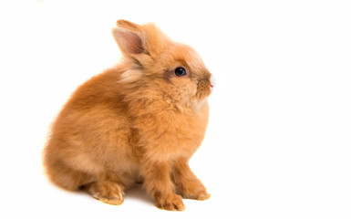 Sticker - beautiful red-haired rabbit sitting isolated