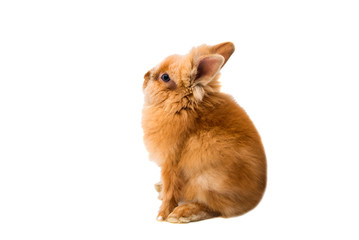 Sticker - beautiful red-haired rabbit sitting isolated