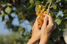 Woman holding bunch of almond tree close up