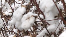 Close Up, Unharvested Cotton Plants In Field