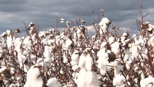 Pan Right, Tops Of Unharvested Cotton Plants