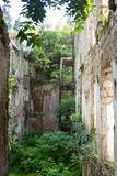 Fototapeta Natura - Destroyed by war,overgrown by trees and ivy ruins of apartment house in Tquarchal