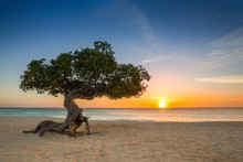 Divi Divi Tree On Eagle Beach. The Famous Divi Divi Tree Is Aruba's Natural Compass, Always Pointing In A Southwesterly Direction Due To The Trade Winds That Blow Across The Island