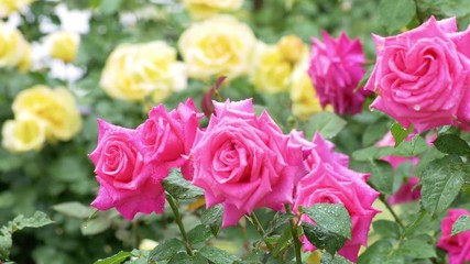 Wall Mural - Beautiful, multi-colored rose garden in rain
