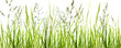Leinwandbild Motiv gräser, grashalme, wiese vor weißem hintergrund