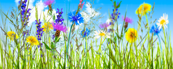 sommerwiese, sommerblumen, panorama