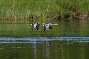 two gray geese (anser anser) flying over green water surface