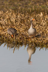 two gray geese (anser anser) standing on shore line