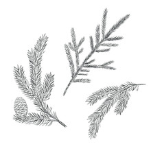 Spruce Branch Set. Collection Of Fir-tree Vector Illustration. Pine Sketch