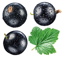 Wall Mural - Black currant with water drops. File contains clipping paths.