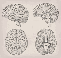 anatomical brain human illustration. medicine, vector illustration poster. anatomical high detailed.