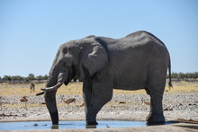 Male Elephant At Etosha National Park