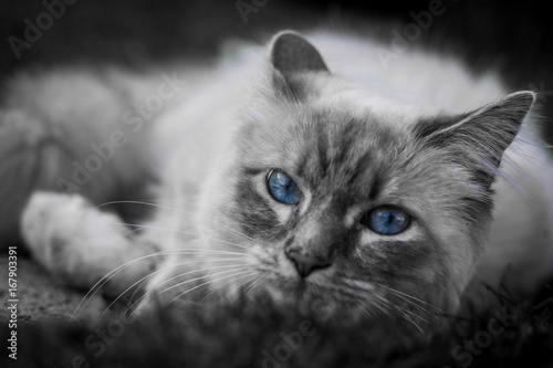 Heilige Birma Katze Schwarz Weiss Mit Blauen Augen Buy