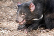 © susan flashman - Tasmanian devil