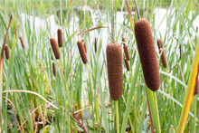 Typha (bulrush Or Cattail)  Spikes
