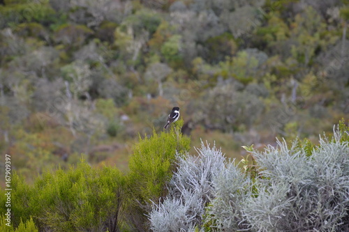 Petit Oiseau Noir Blanc Foret Vert Buy This Stock Photo