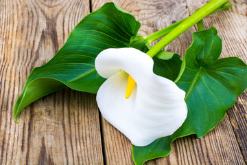 White flower calla with leaves on wooden table