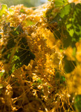 Fototapeta Na ścianę - Yellow grass parasite on a plant in nature