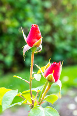 Wall Mural - Garden roses of different colors against the background of green