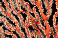 Pygmy Seahorse In Coral Reef