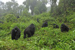 © NaturePL - Mountain Gorilla family group (Gorilla beringei) in a forest clearing. Rwanda, Africa, March. Endangered species.