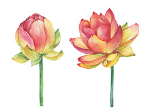 Exotic Pink Flowers Lotus (water Lily, Indian Lotus, Sacred Lotus, Egyptian Lotus). Watercolor Hand Drawn Painting Illustration Isolated On White Background. Symbol Of India