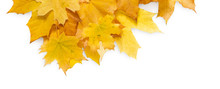 Fall Season Background, Yellow Maple Leaves