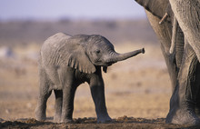 African Elephant Baby (Loxodonta Africana). Etosha National Park, Namibia. Endangered Species.