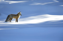Red Fox (Vulpes Vulpes) In Dappled Light On Snow, Yellowstone National Park, USA, February 2016