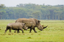 White Rhino (Ceratotherium Simum) Mother And Calf, Nakuru National Park, Kenya.