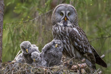 Portrait Of Great Grey Owl With Chicks On Nest