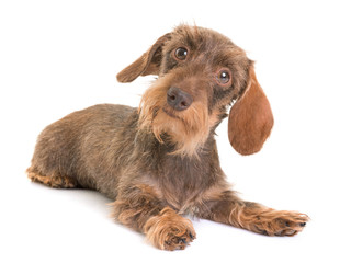 Wall Mural - kaninchen Wire-haired Dachshund