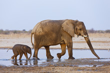African Elephant (Loxodonta Africana) Mother And Baby Walking Through Water, Etosha National Park, Namibia, August. Endangered Species.